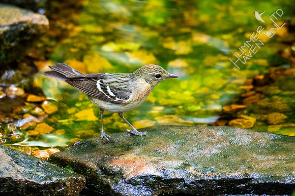 5-16-20 Bay-breasted Warbler female