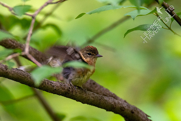 5-16-20 Bay-breasted Warbler female