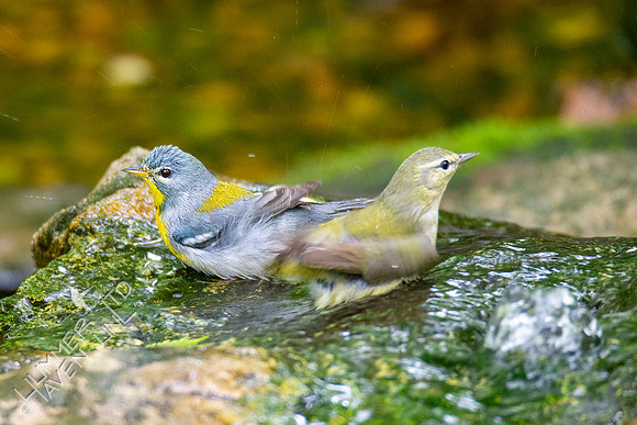5-16-20 Northern Parula and Tennessee Warbler