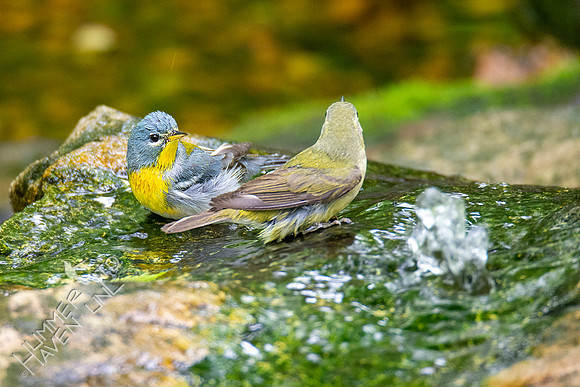5-16-20 Northern Parula and Tennessee Warbler
