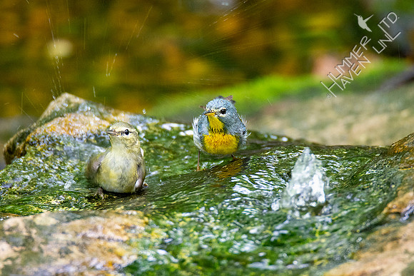 5-16-20 Tennessee Warbler and Northern Parula