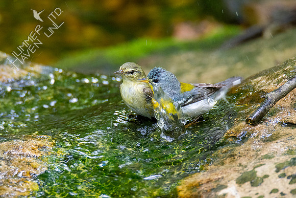 5-16-20 Tennessee Warbler and Northern Parula