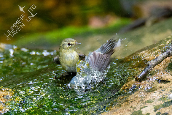 5-16-20 Tennessee Warbler and Northern Parula