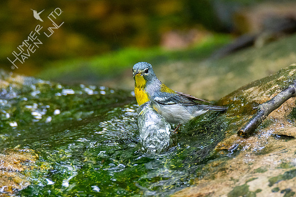 5-16-20 Northern Parula