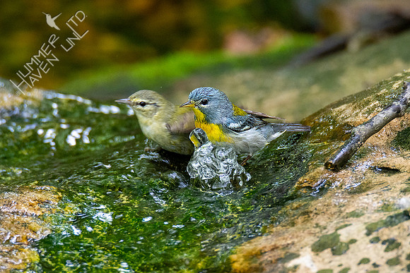 5-16-20 Tennessee Warbler and Northern Parula