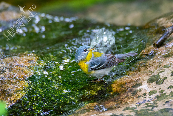 5-16-20 Northern Parula