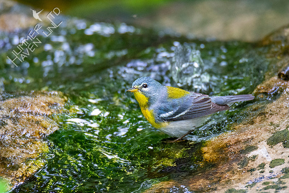 5-16-20 Northern Parula