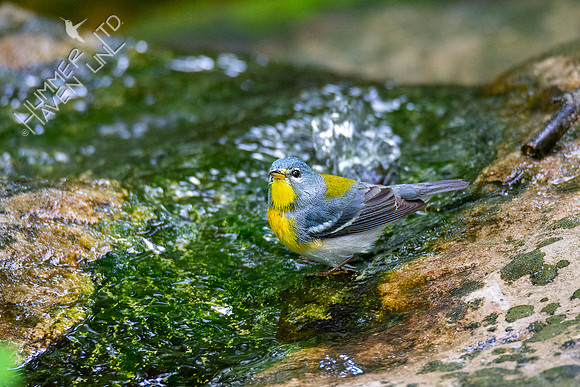 5-16-20 Northern Parula