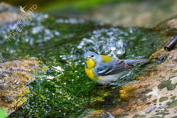 5-16-20 Northern Parula