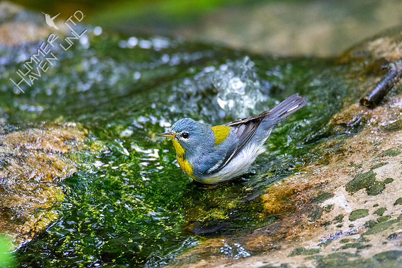 5-16-20 Northern Parula
