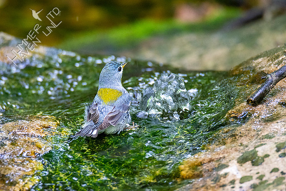 5-16-20 Northern Parula