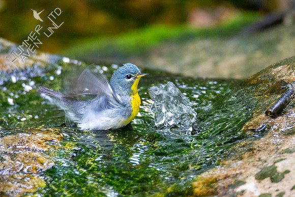 5-16-20 Northern Parula