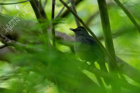 5-18-20 Gray Catbird