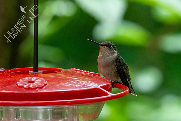5-18-20 Ruby-throated Hummingbird female