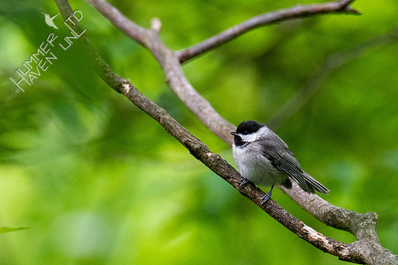 5-18-20 Carolina Chickadee juvenile