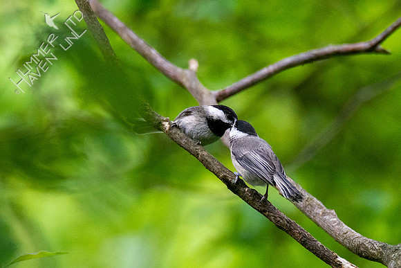 5-18-20 Carolina Chickadee juvenile being fed