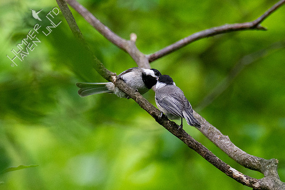 5-18-20 Carolina Chickadee juvenile being fed