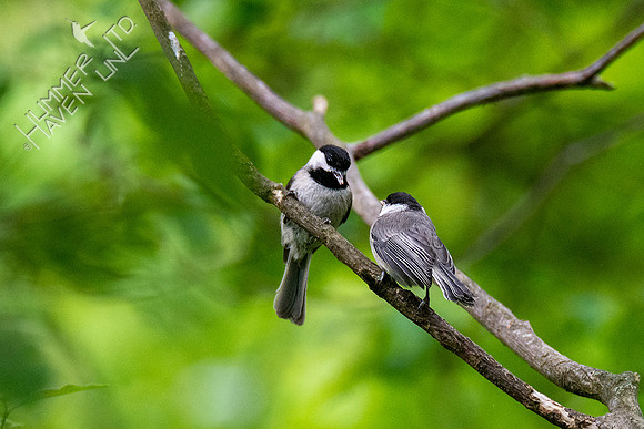 5-18-20 Carolina Chickadee juvenile being fed