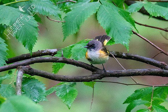 5-19-20 American Redstart in Elm (Ulmus americana)