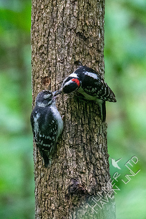 5-19-20 Hairy Woodpecker juvenile being fed