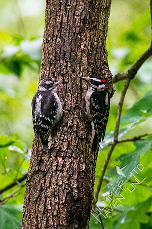 5-19-20 Hairy Woodpecker juvenile being fed