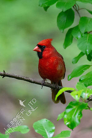 5-19-20 Northern Cardinal
