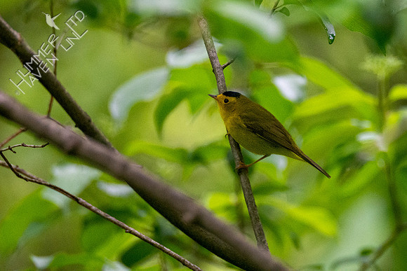 5-19-20 Wilson's Warbler