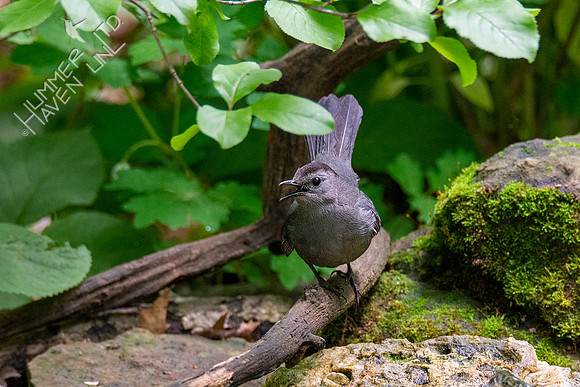 5-20-20 Gray Catbird