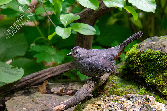 5-20-20 Gray Catbird