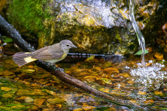 5-20-20 American Redstart