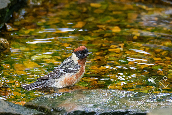 5-20-20 Bay-breasted Warbler