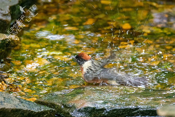 5-20-20 Bay-breasted Warbler