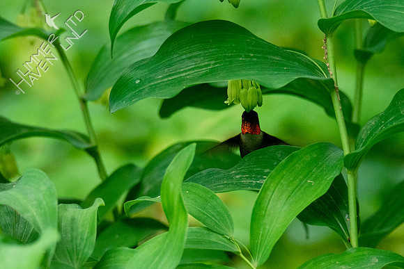 5-20-20 Ruby-throated Hummingbird at Solomon's seal (Polygonatum biflorum)