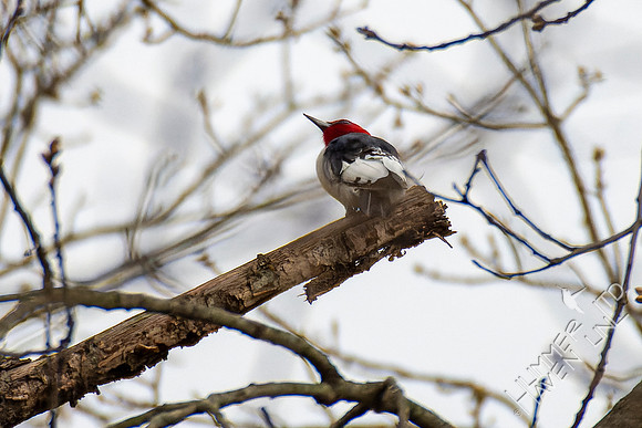4-13-22 Red-headed Woodpecker juvenile, near adult plumage