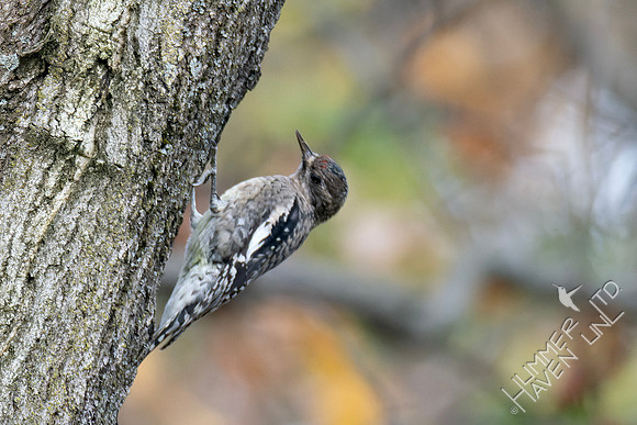 11-8-24 Yellow-bellied Sapsucker, immature
