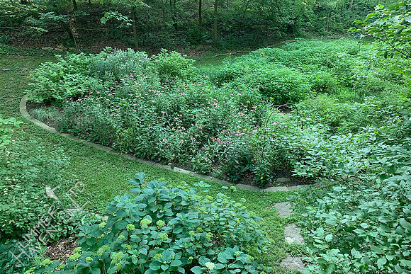 7-5-20 Bird and Butterfly  Garden
