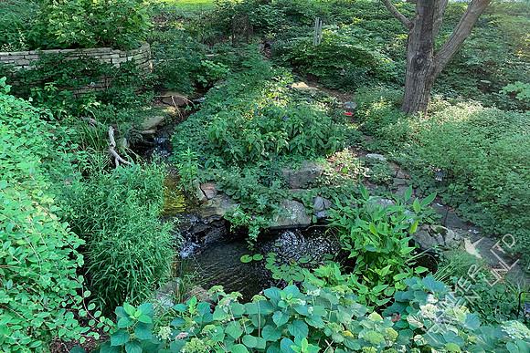 7-5-20 Water Garden