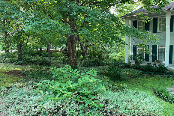7-24-20 Sugar Maple bed