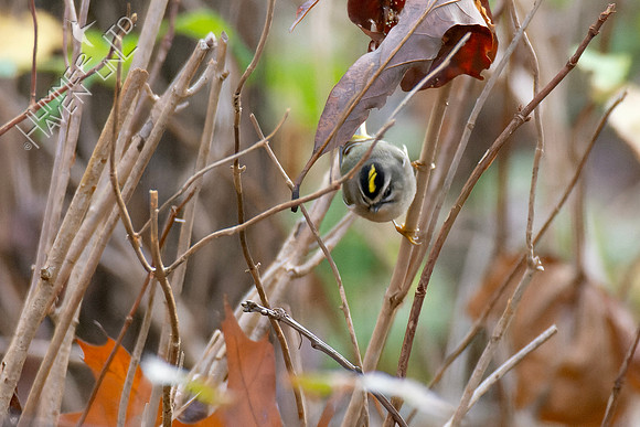11-6-24 Golden-crowned Kinglet