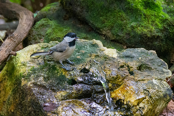 9-8-20 Carolina Chickadee drinking