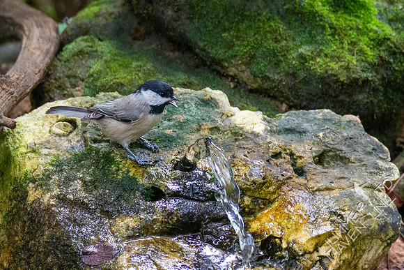 9-8-20 Carolina Chickadee drinking