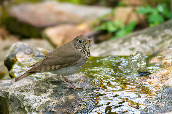 4-28-22 Gray-cheeked Thrush