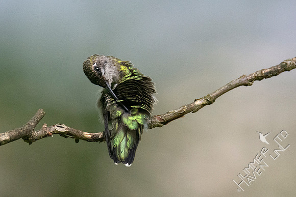 9-10-20 Ruby-throated Hummingbird, preening