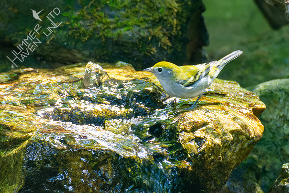 8-21-22 Chestnut-sided Warbler first fall female