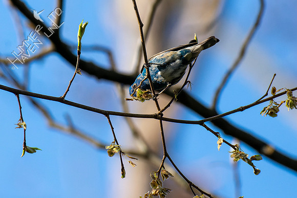 4-23-22  Indigo Bunting in elm