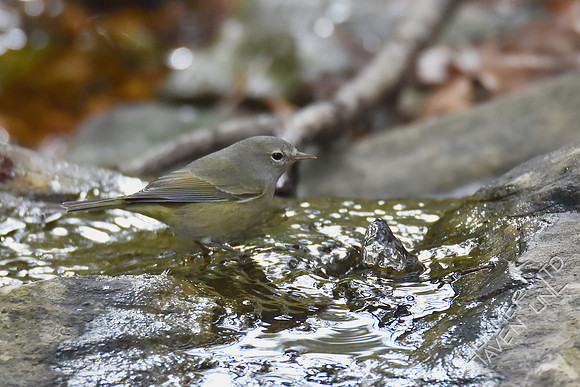 Orange-crowned Warbler 10-25-16
