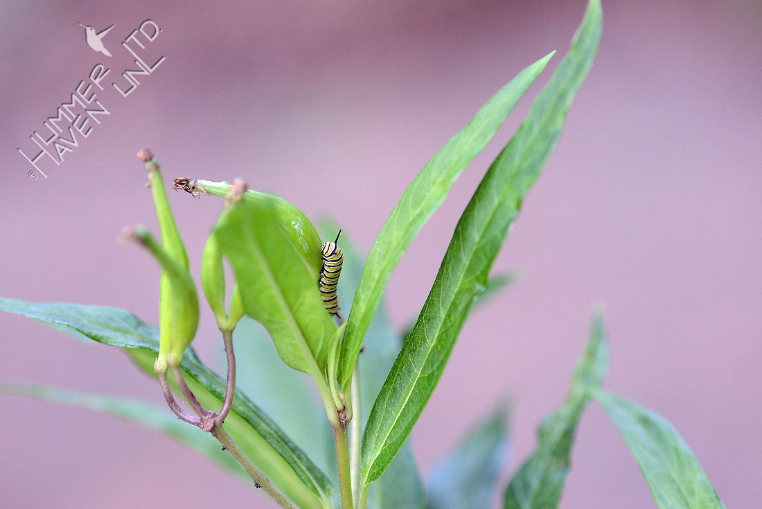 Monarch caterpillar on Marsh Milkweed (Asclepias incarnata)