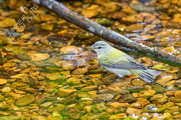 9-29-20 Tennessee Warbler