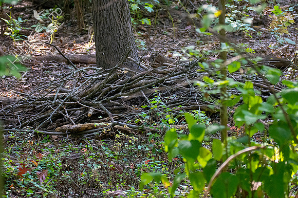 10-6-20 Brush pile habitat