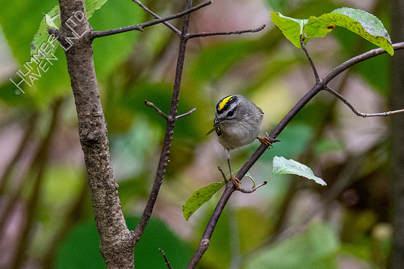 10-8-20 Golden-crowned Kinglet